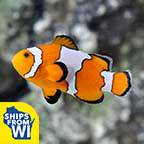 Proaquatix Captive-Bred Snowflake Clownfish